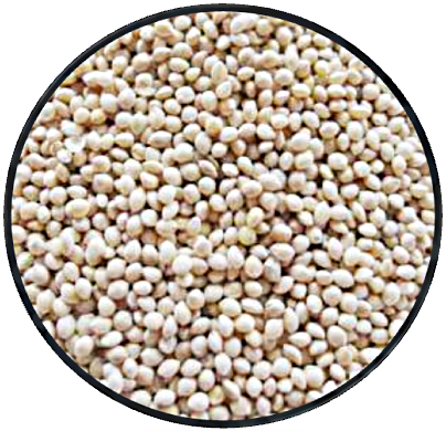 White Proso Millet | Laraine's Lady Gouldians
